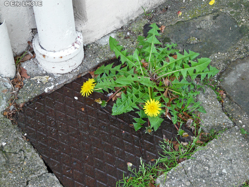  - Taraxacum officinale, Taraxacum dens leonis - 