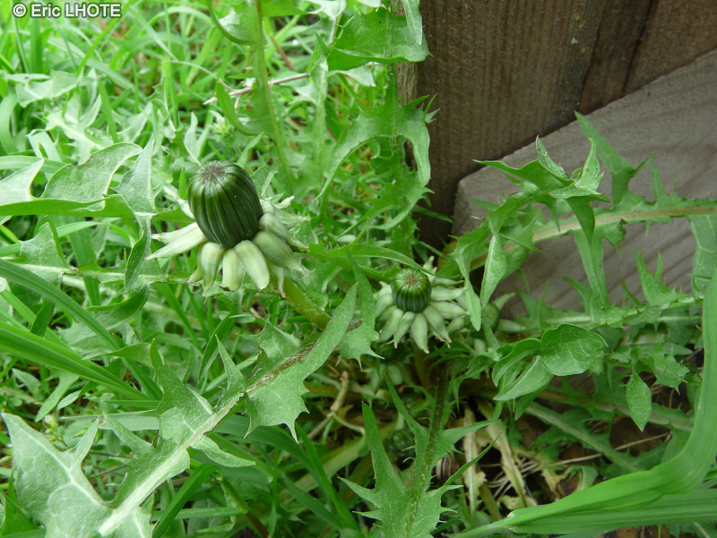  - Taraxacum officinale, Taraxacum dens leonis - 
