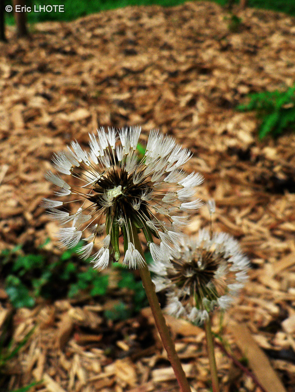 Asteraceae - Taraxacum officinale, Taraxacum dens leonis - Pissenlit, Dent de lion