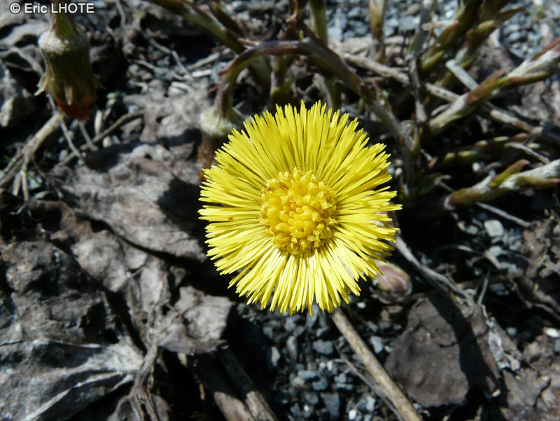  - Tussilago farfara - 
