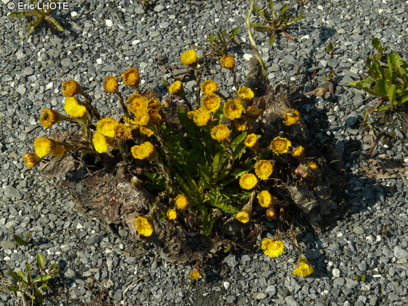  - Tussilago farfara - 