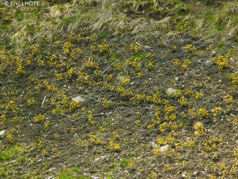  - Tussilago farfara - 