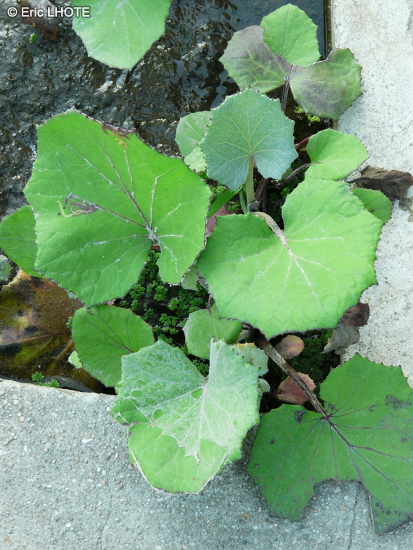  - Tussilago farfara - 