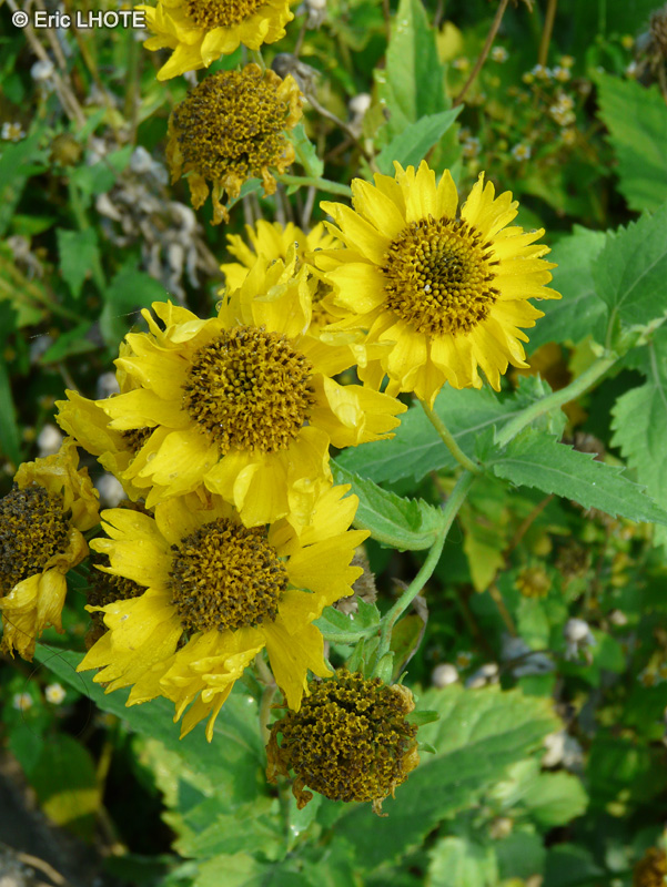  - Verbesina encelioides - 