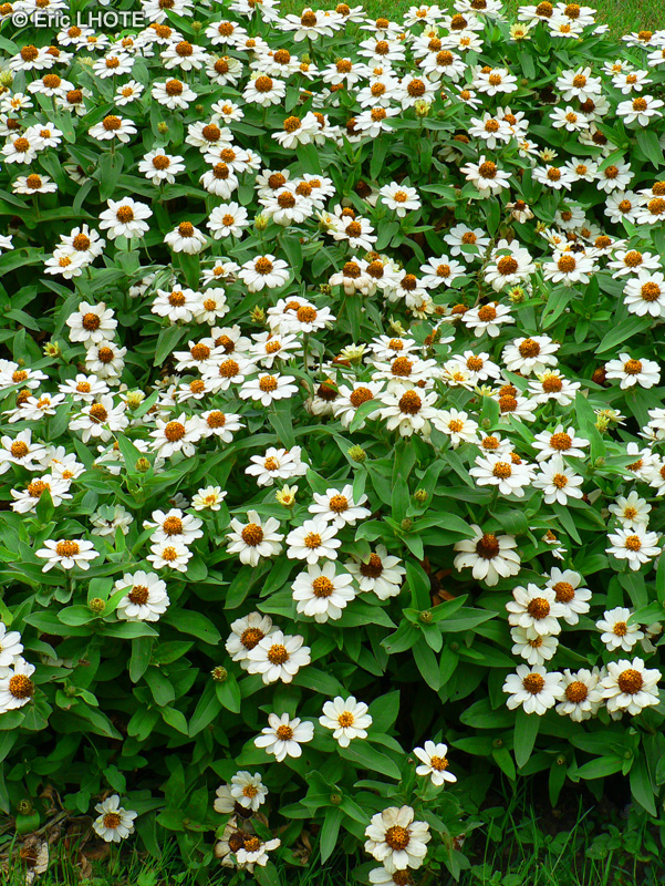 Asteraceae - Zinnia angustifolia - Zinnia