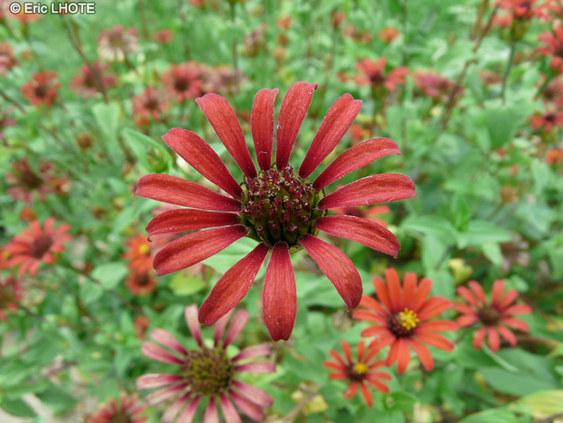  - Zinnia peruviana, Zinnia pauciflora - 