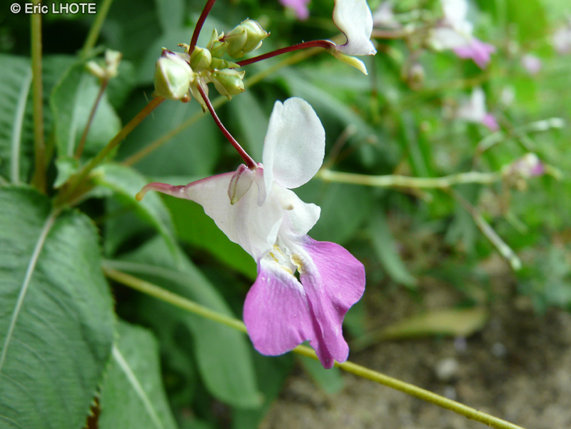 - Impatiens balfourii - 