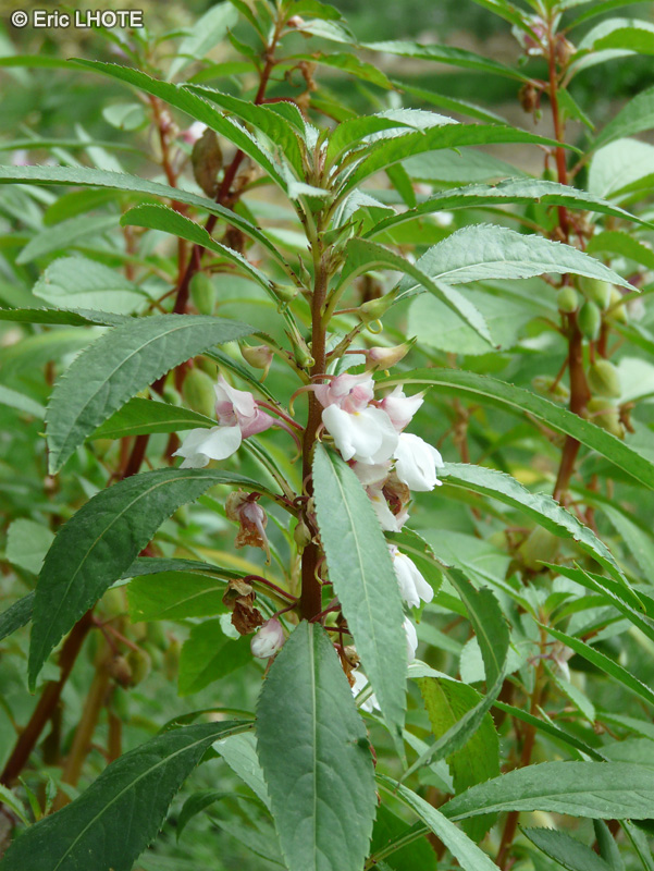  - Impatiens balsamina - 