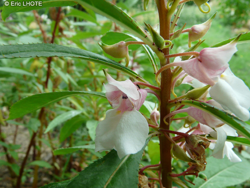 Balsaminaceae - Impatiens balsamina - Balsamine des jardins