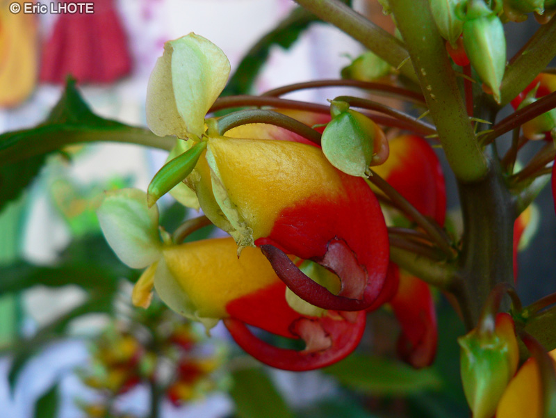  - Impatiens niamniamensis - 