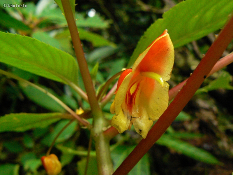  - Impatiens niamniamensis - 
