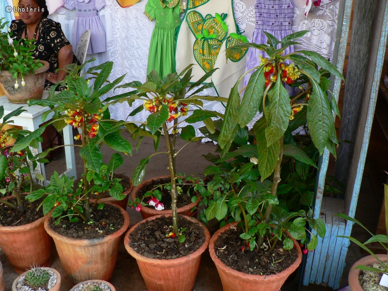  - Impatiens niamniamensis - 