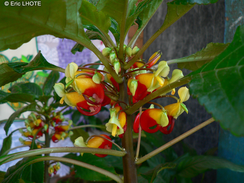 Balsaminaceae - Impatiens niamniamensis - Impatiens perroquet