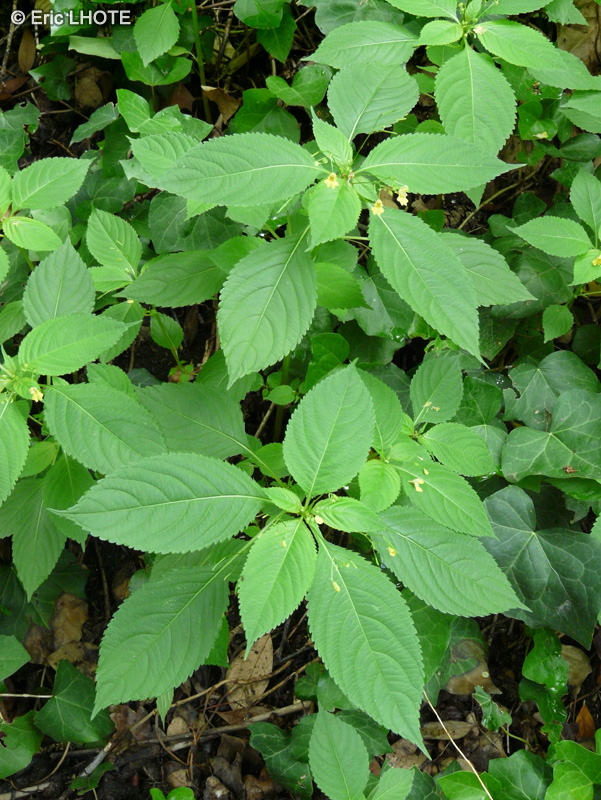 - Impatiens parviflora - 