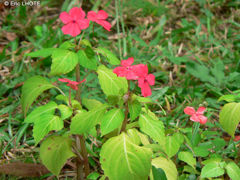 Balsaminaceae - Impatiens walleriana - Impatience