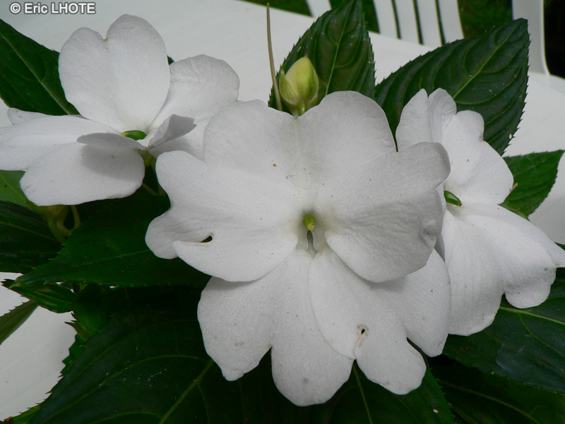Balsaminaceae - Impatiens x hawkeri - Impatiens de Nouvelle-Guinée