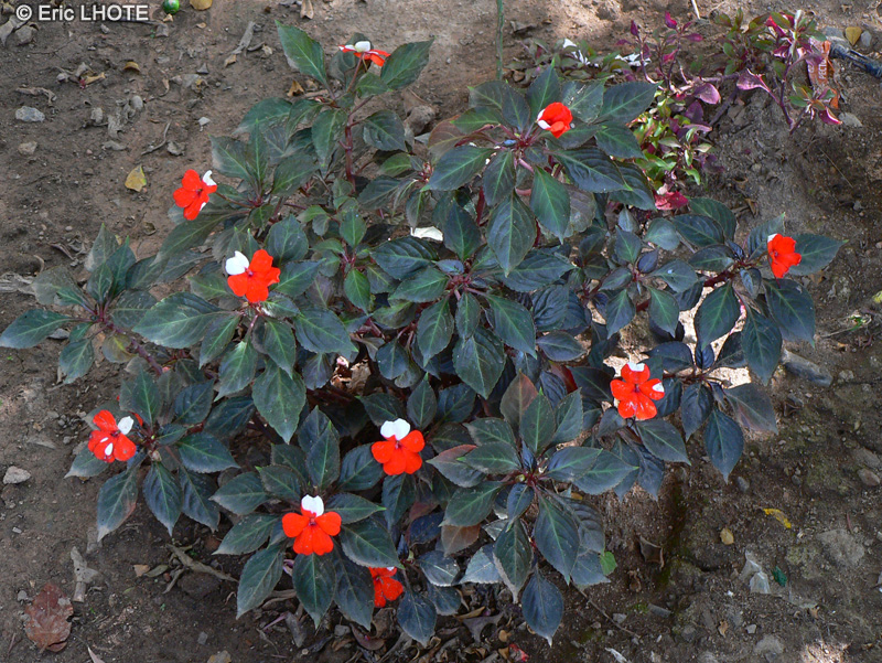 Balsaminaceae - Impatiens x walleriana - Impatiens, Balsamine