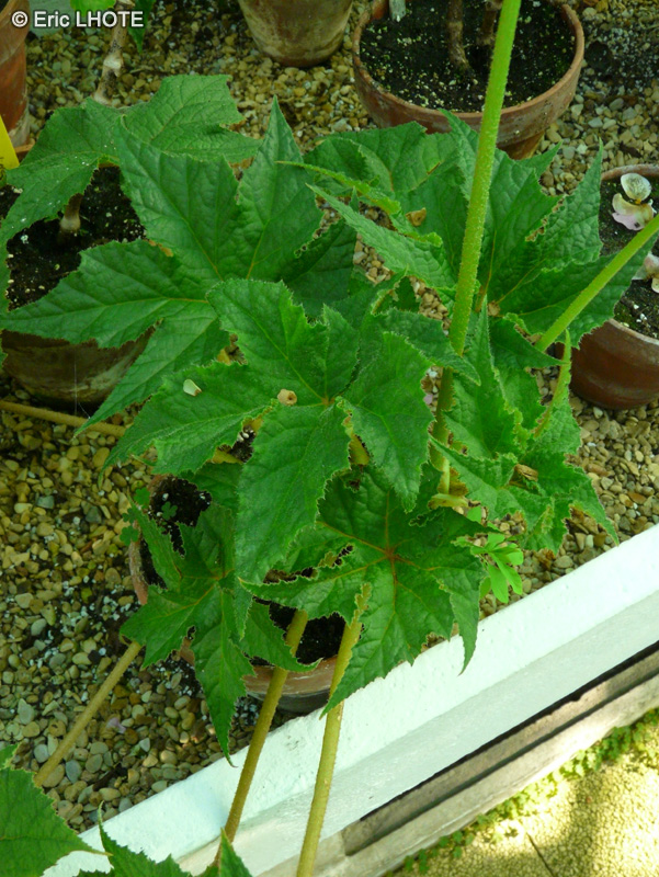 Begoniaceae - Begonia Estrada - Bégonia