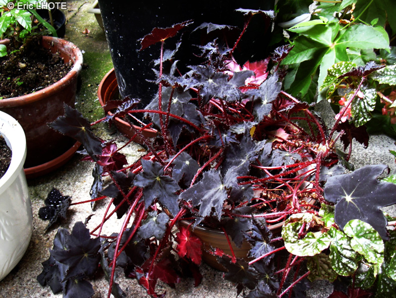  - Begonia Great Beverly - 
