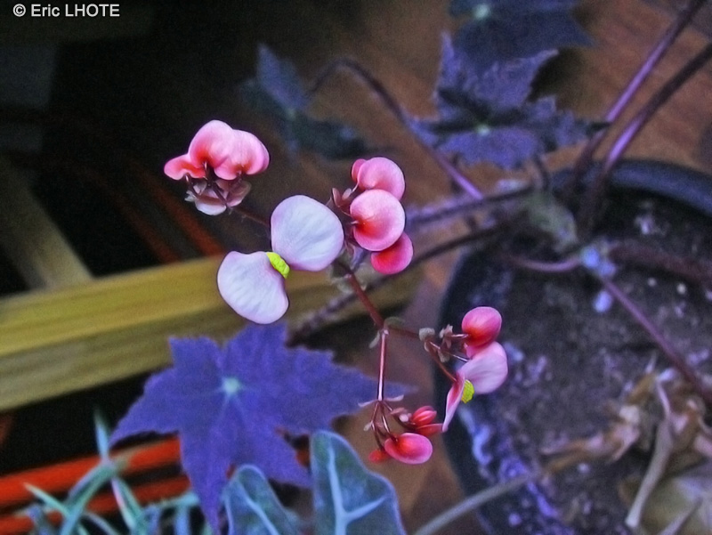 Begoniaceae - Begonia Great Beverly - B&eacute;gonia