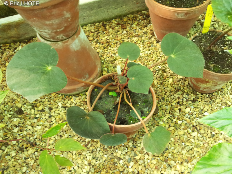 Begoniaceae - Begonia acetosa - Bégonia