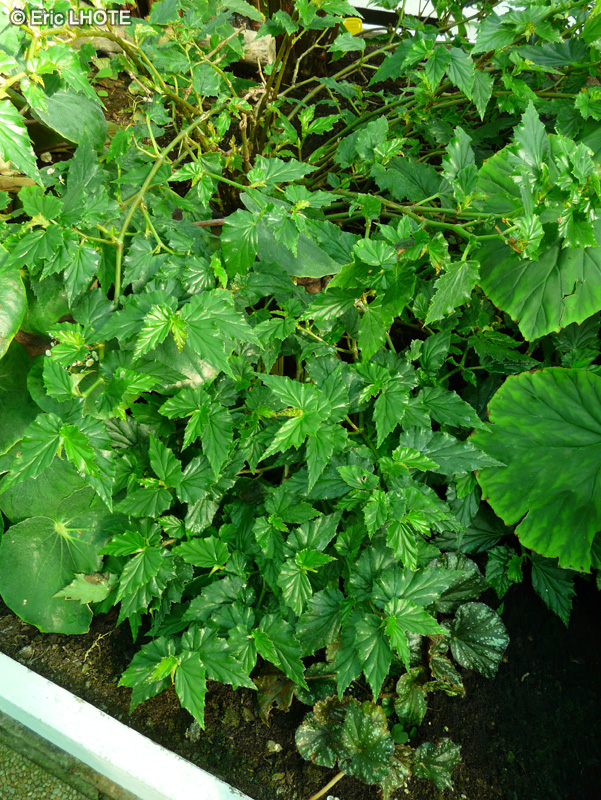  - Begonia acutifolia - 