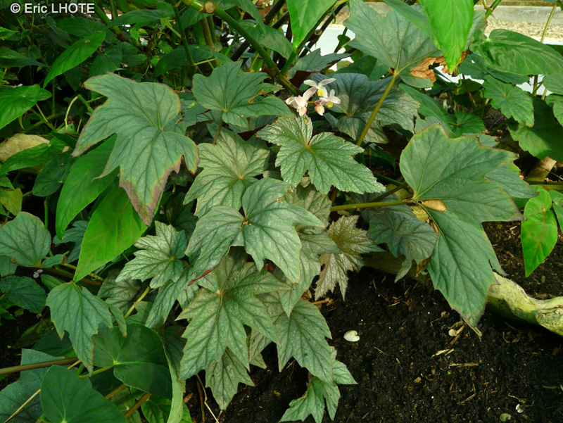 Begoniaceae - Begonia acutifolia - B&eacute;gonia