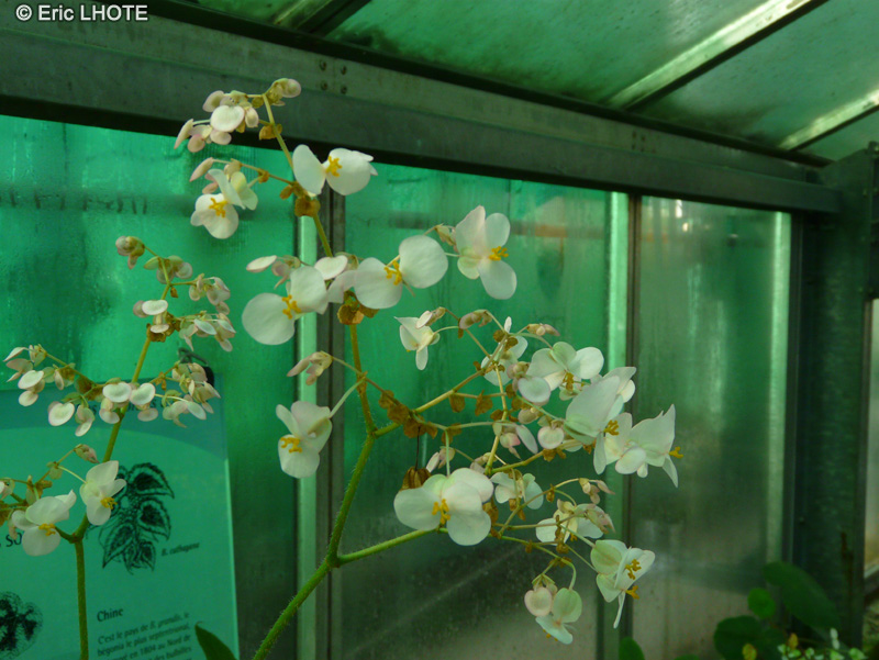  - Begonia acutiloba - 