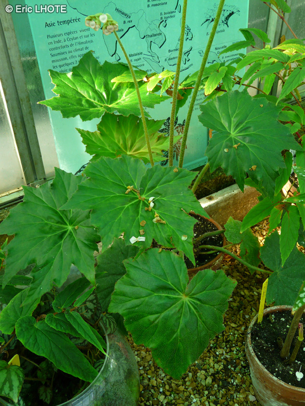 Begoniaceae - Begonia acutiloba - B&eacute;gonia