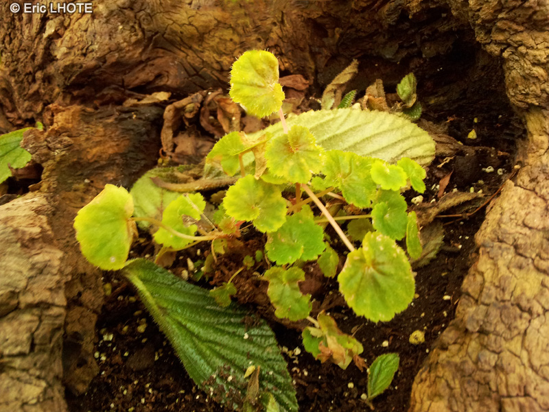 Begoniaceae - Begonia alchemilloides - B&eacute;gonia
