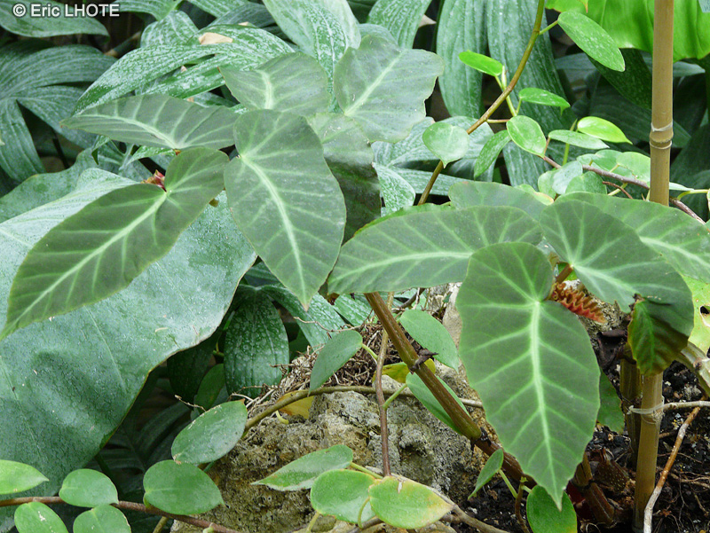Begoniaceae - Begonia angularis var. alata - Bégonia