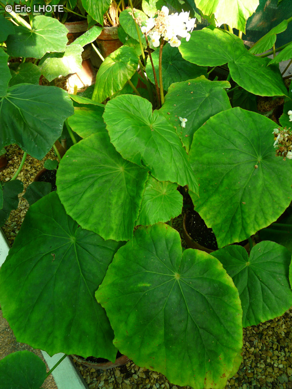 Begoniaceae - Begonia barkeri - B&eacute;gonia