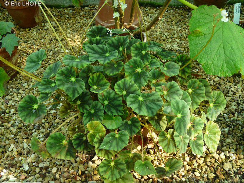 Begoniaceae - Begonia bowerae var. nigramarga - Bégonia