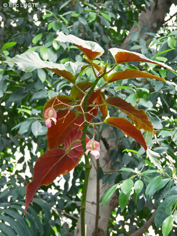 Begoniaceae - Begonia coralina - B&eacute;gonia bambou, B&eacute;gonia &agrave; tiges de Bambou