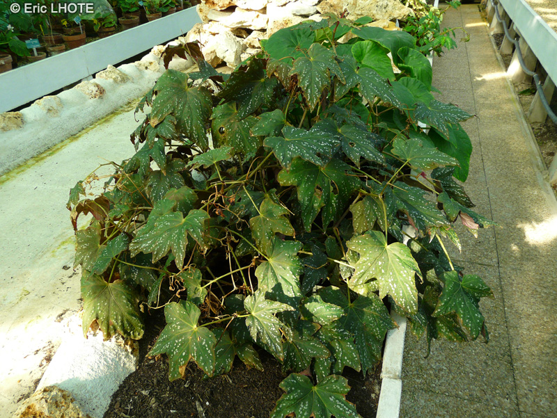 Begoniaceae - Begonia deliciosa - Bégonia