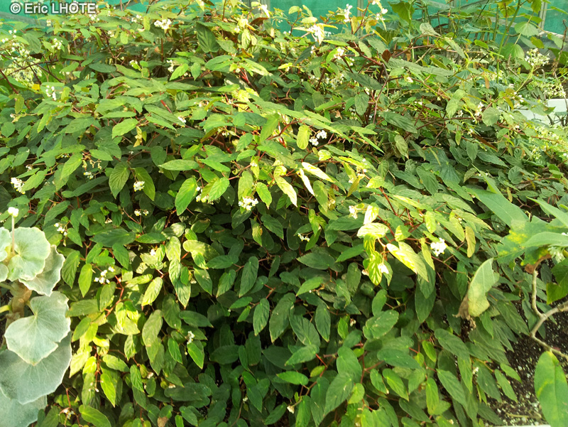 Begoniaceae - Begonia dietrichana - Bégonia