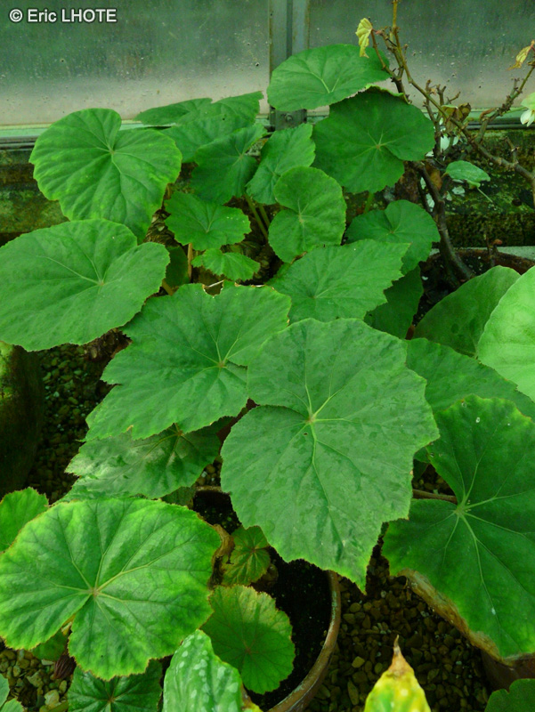 Begoniaceae - Begonia emeiensis - Bégonia