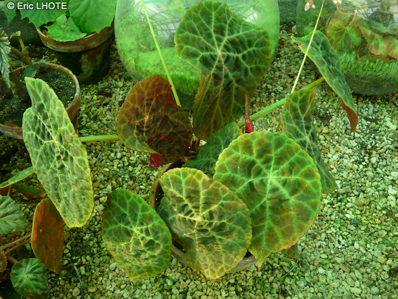  - Begonia goegoensis - 