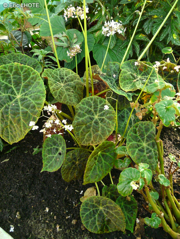Begoniaceae - Begonia goegoensis - Bégonia