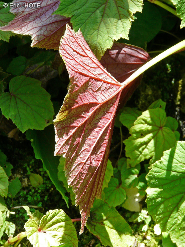  - Begonia grandis - 