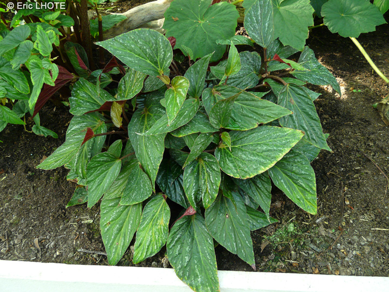 Begoniaceae - Begonia hatacoa var. variegata - Bégonia