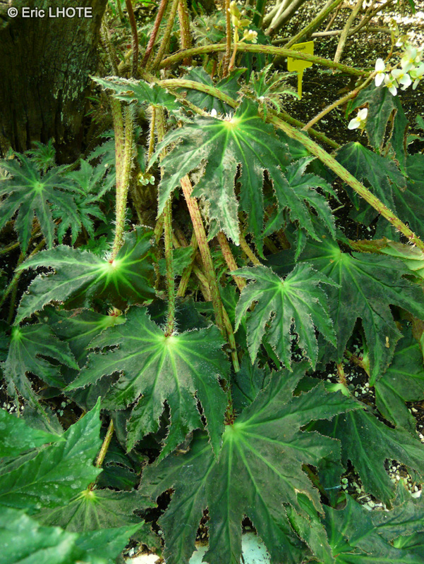 Begoniaceae - Begonia heracleifolia var. nigricans - B&eacute;gonia