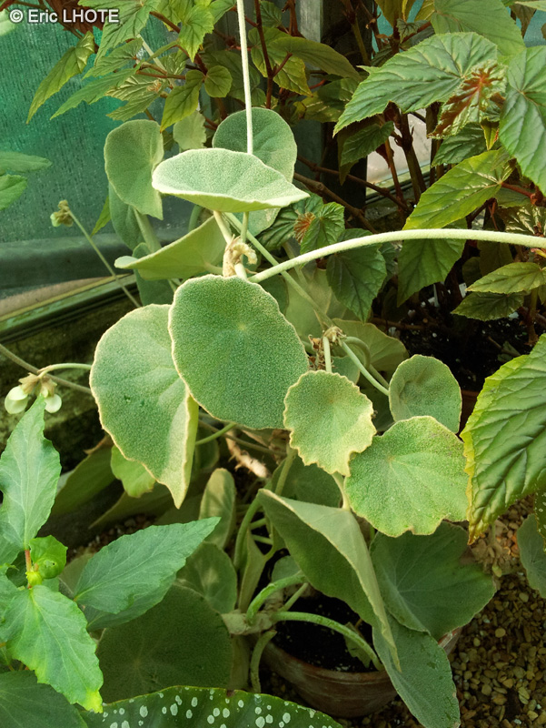 Begoniaceae - Begonia incana - Bégonia