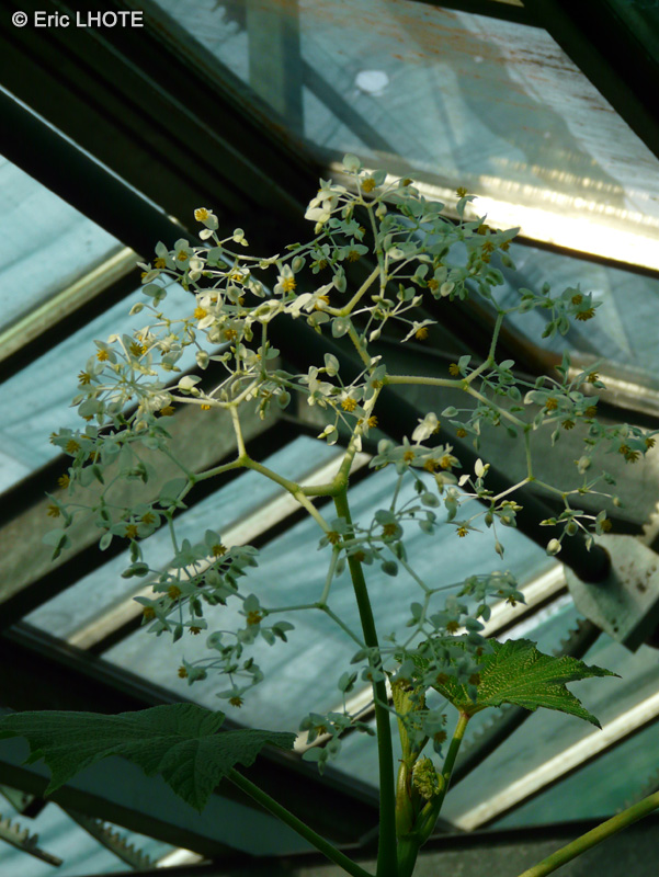  - Begonia jocelinoi - 