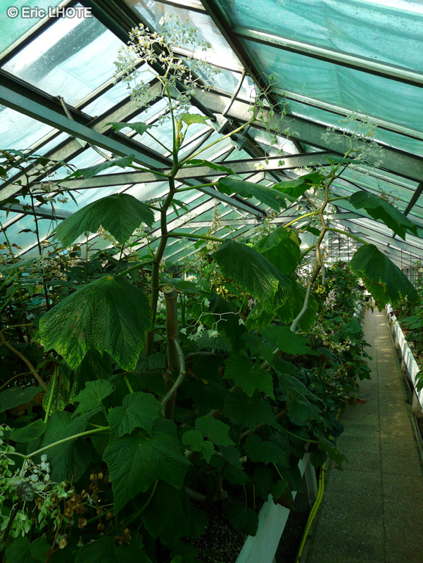 Begoniaceae - Begonia jocelinoi - Bégonia