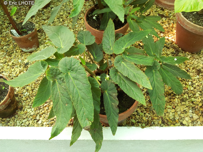 Begoniaceae - Begonia juliana - Bégonia