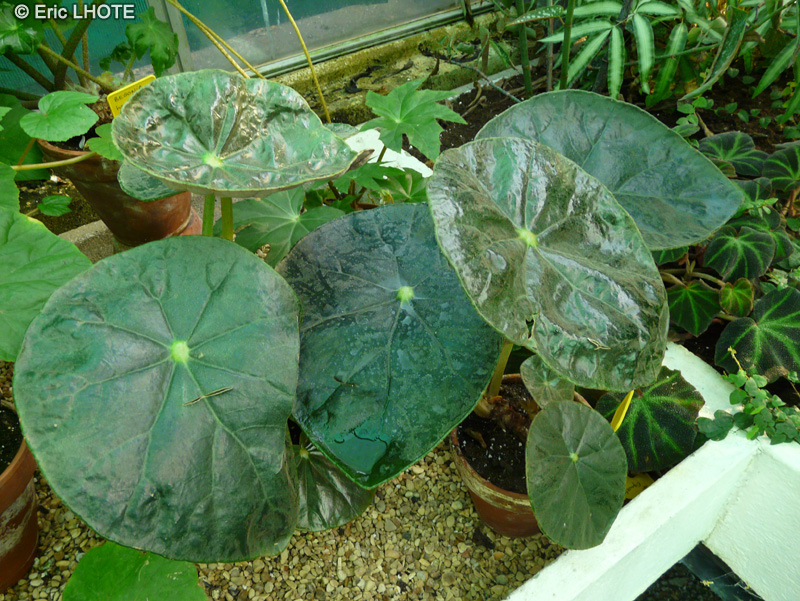 Begoniaceae - Begonia kautskyana - Bégonia