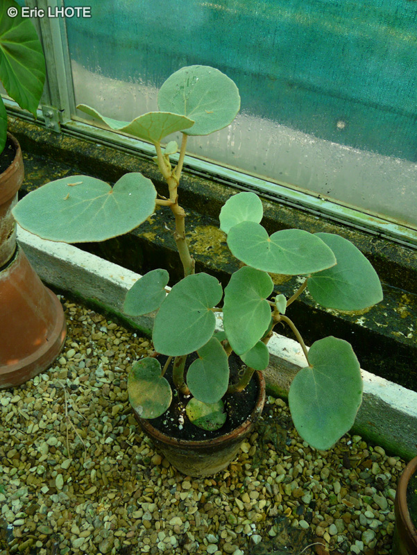 Begoniaceae - Begonia kuhlmannii - Bégonia