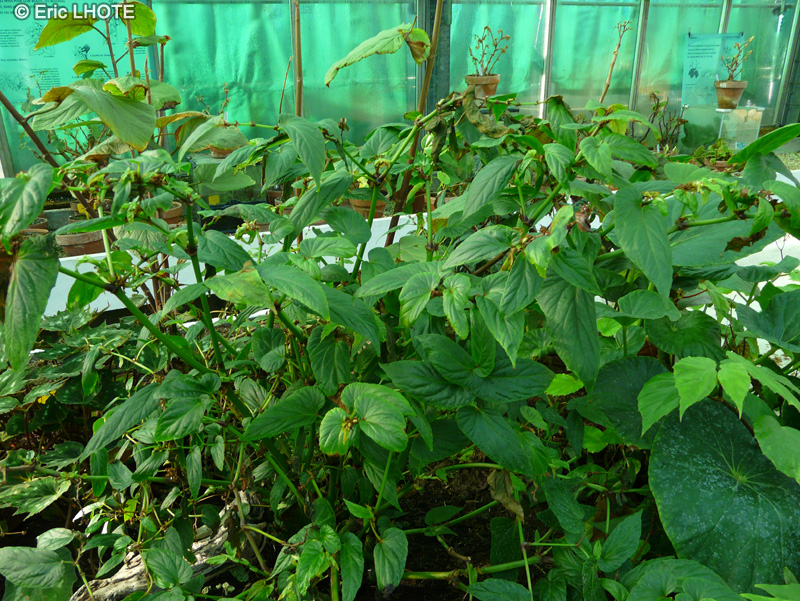 Begoniaceae - Begonia longifolia - B&eacute;gonia