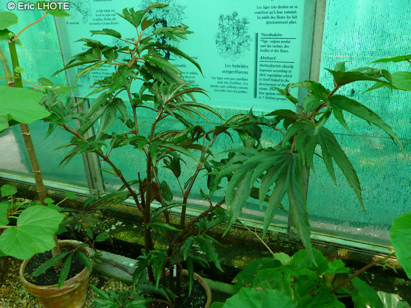 Begoniaceae - Begonia luxurians - Bégonia